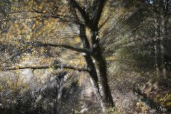 Onde o tempo repousa à sombra das folhas. Onde o tempo repousa à sombra das folhas.