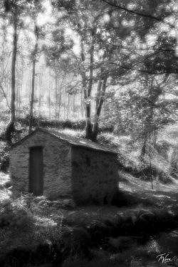 Dupla visão do sossego: a árvore e o seu eco de luz. Dupla visão do sossego: a árvore e o seu eco de luz.