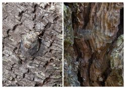 Olhos atentos revelam aquilo que a floresta esconde. Olhos atentos revelam aquilo que a floresta esconde.