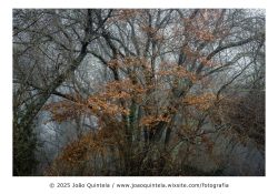 Carvalho na Ribeira da Palha Carvalho na Ribeira da Palha