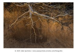 Desenraizada Desenraizada