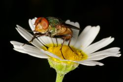 Lucilia sericata (mosca varejeira)