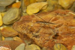 O Gerris lacustris
