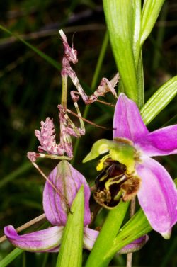 Empusa fasciata