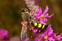 Colpa sexmaculata