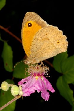 Maniola jurtina
