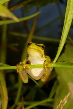 Hyla arborea
