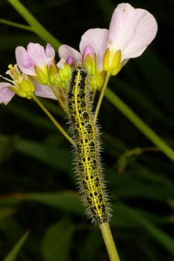 Lagarta da borboleta-branca-grande-da-couve (Pieris brassicae).