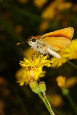 Thymelicus lineola