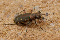 Calomera littorails