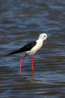 Pernilongo (Himantopus himantopus)
