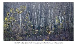 Outonais # 1 Outonais # 1