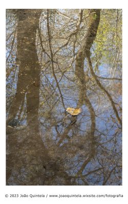 Uma espécie de bosque #4 Uma espécie de bosque #4