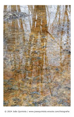 Uma espécie de bosque #6 Uma espécie de bosque #6