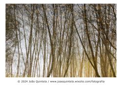 Uma espécie de bosque #7 Uma espécie de bosque #7